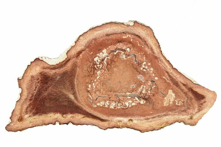 Permian Petrified Tree Fern (Tietea) Slab - Brazil #259328